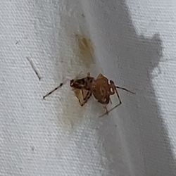 Spider I had to kill before trying to sleep