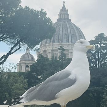 Vatican City - Seagull was fun! - Local Flavor Near Me - Rome, RM Vatican City - Seagull was fun! - Local Flavor Near Me - Rome, RM