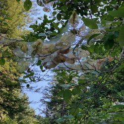 Golden Ears Provincial Park - August 2026.