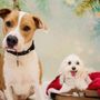 Photo of Camp Bow Wow San Antonio Airport