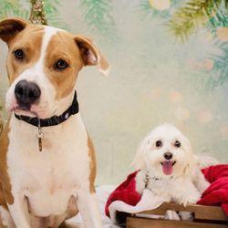 Camp Bow Wow San Antonio Airport - Our babies Champ (left) and Max (right) during their Christmas photoshoot at Camp Bow Wow.