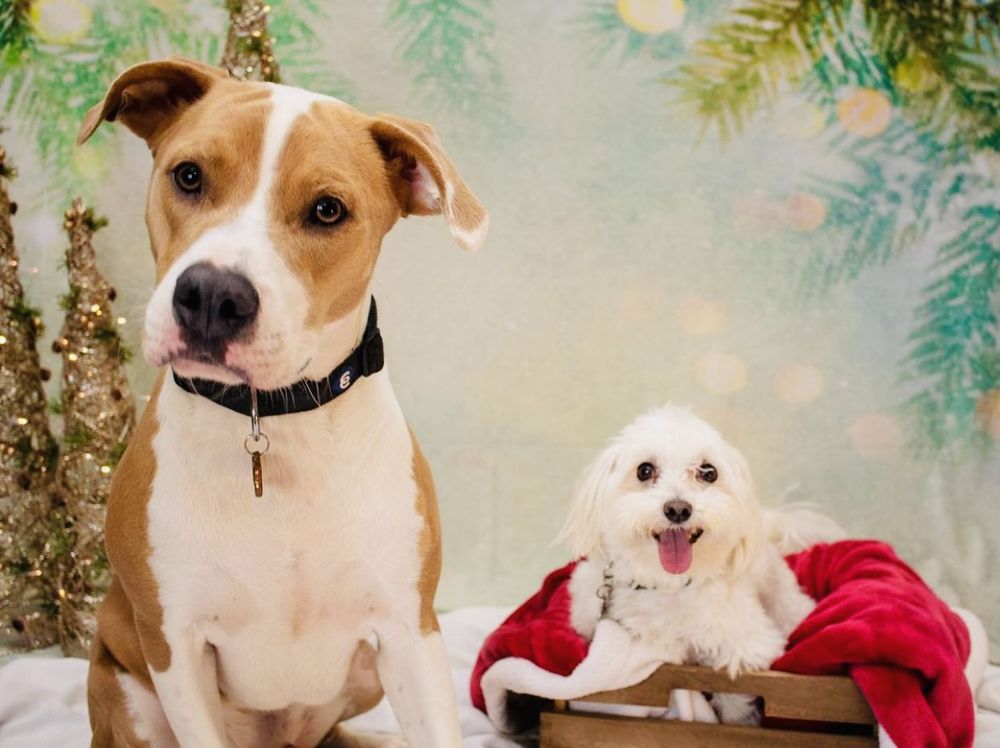 Camp Bow Wow San Antonio Airport - pet boarding facility in San Antonio, TX