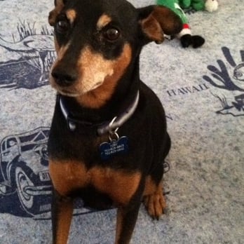 Compassionate Pet Cremation - Pet Cremation Services Near Me - Henderson, Nevada