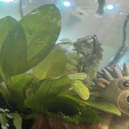 Dead plant and the bigger plant is dying Dead plant and the bigger plant is dying