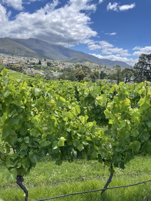 Moorilla Winery by null
