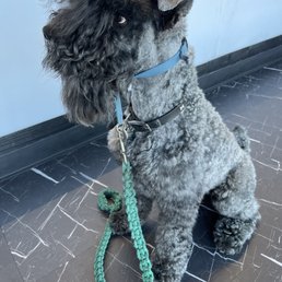Dublin loves Alex! Looks amazing as usual!! #kerryblueterrier#fursace Dublin loves Alex! Looks amazing as usual!! #kerryblueterrier#fursace