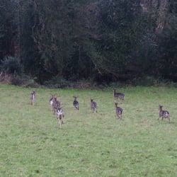 Gallipot inn - And off they go! It only took one click of the camera...