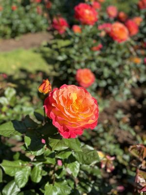 International Rose Test Garden by null