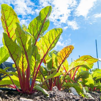 Urban Vegetable Project - Swiss chard - CSA Near Me Urban Vegetable Project - Swiss chard - CSA Near Me