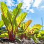 Urban Vegetable Project