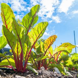 Urban Vegetable Project - Swiss chard