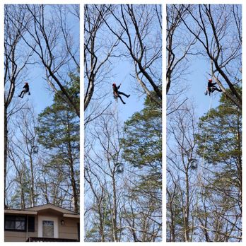 Drop Zone Tree Services - Spider-Man! - Tree Services Near Me Drop Zone Tree Services - Spider-Man! - Tree Services Near Me