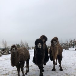 Zoo Chleby