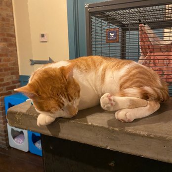 Brooklyn Cat Cafe - Pet Adoption Near Me - Brooklyn, New York Brooklyn Cat Cafe - Pet Adoption Near Me - Brooklyn, New York