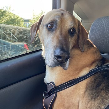 Petco - Zeus after his bath looking calmer than I've ever seen him after being groomed! - Pet Training Near Me - Egg Harbor Township, New Jersey