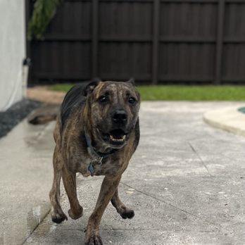 Pawfect Pet Care - Pet Sitting Near Me
