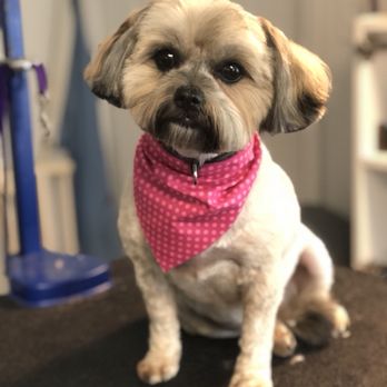 Pawsitive Vibes Grooming - Pippa my sweet little girl - Pet Groomers Near Me Pawsitive Vibes Grooming - Pippa my sweet little girl - Pet Groomers Near Me