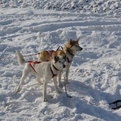 Sled Dog Adventures - Lead Pups
