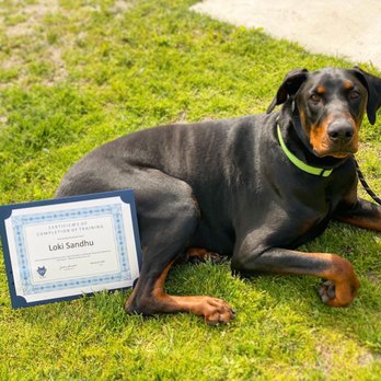 Ultimutt K9 Services - Our dog and his certificate of completed education - Pet Training Near Me Ultimutt K9 Services - Our dog and his certificate of completed education - Pet Training Near Me
