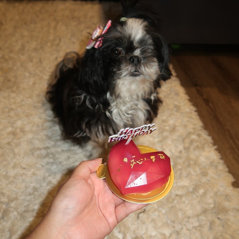 Mishka - Pet Stores Near Me - San Francisco, California