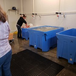 Suquamish Seafoods - She was hard at work getting that fresh seafood to customers!
