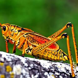 DIY Pest and Lawn