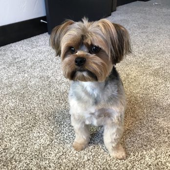 Posh Paws Pet Spa - Pet Groomers Near Me - Coeur d'Alene, Idaho