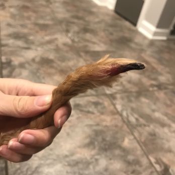 Canine to Five - My dogs poor tail - Pet Groomers Near Me - Detroit, Michigan Canine to Five - My dogs poor tail - Pet Groomers Near Me - Detroit, Michigan