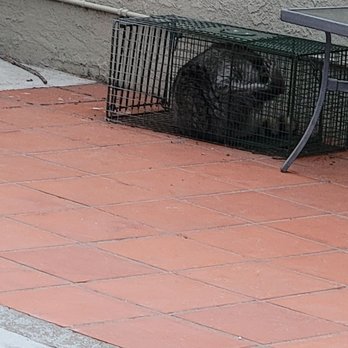 Ashe Animal Control - Wildlife Control Near Me