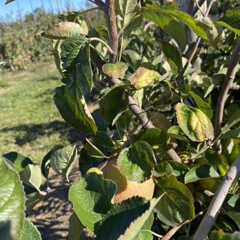 Hank's Pumpkintown - Apple picking - Farmers Market Near Me - Water Mill, New York Hank's Pumpkintown - Apple picking - Farmers Market Near Me - Water Mill, New York
