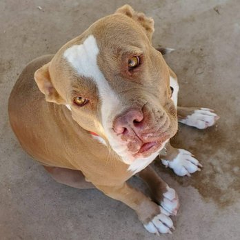 Becca's Babies - Trudy was rescued from P.C.A.C.C.  from being put down for dog aggression.  She is a 50 lb lap dog with people but hates other dogs - Pet Adoption Near Me - Florence, Arizona