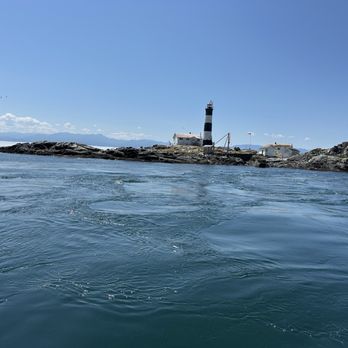 SpringTide Whale Watching & Eco Tours - Race island - Whale Watching Tours Near Me - Victoria, British Columbia SpringTide Whale Watching & Eco Tours - Race island - Whale Watching Tours Near Me - Victoria, British Columbia