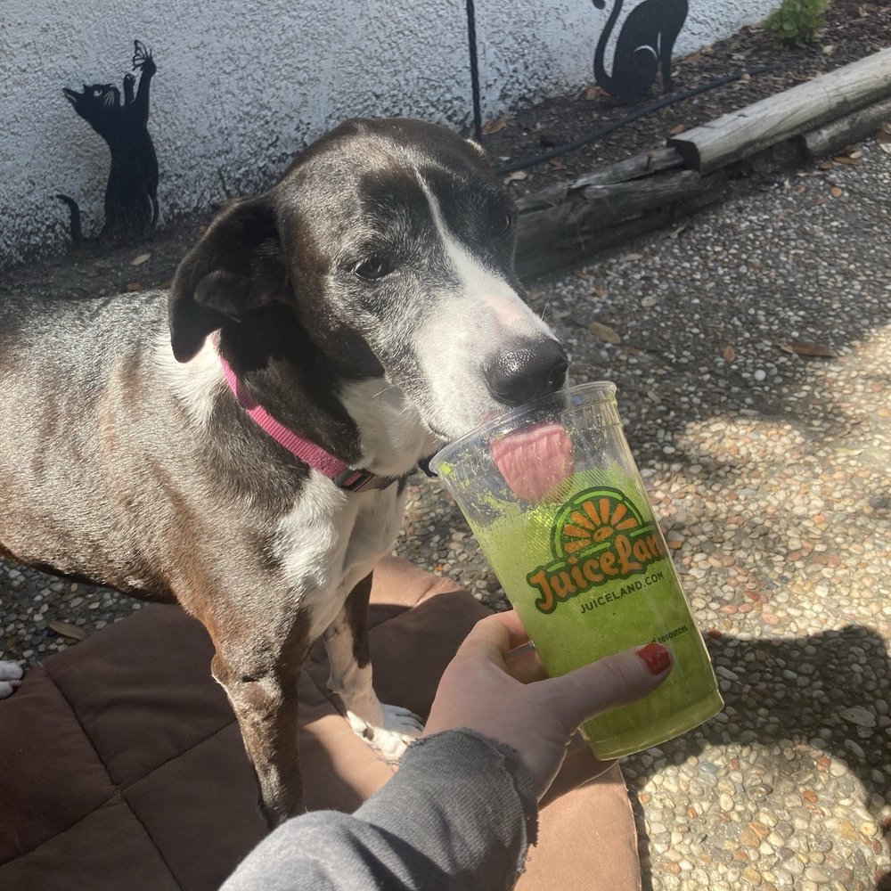 JuiceLand - Peachy green - Juice Bars & Smoothies Near Me - Houston, Texas