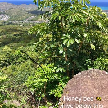 Ohana Trail MTB - Small kine honey bee hive - Mountain Biking Near Me - Kailua, Hawaii Ohana Trail MTB - Small kine honey bee hive - Mountain Biking Near Me - Kailua, Hawaii