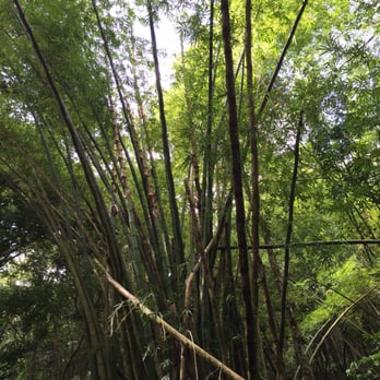 El Yunque Rainforest - Bamboo! - Hiking Near Me - Luquillo, Puerto Rico