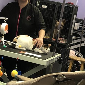 B&T's Dusty Paws - Cat shave 2 - Pet Groomers Near Me - Hesperia, California