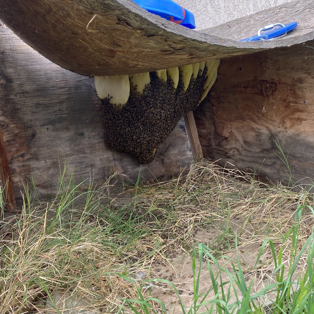 Bee Wranglers - Pest Control Near Me - Riverside, California Bee Wranglers - Pest Control Near Me - Riverside, California