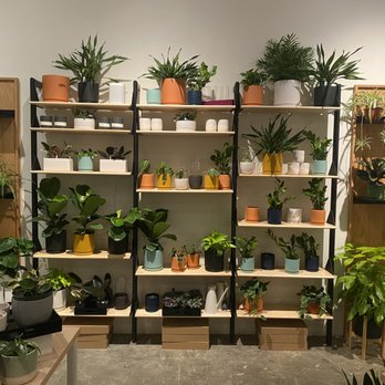 Pretty Decent - a variety of house plants on shelves - Cocktail Bars Near Me - Louisville, Kentucky Pretty Decent - a variety of house plants on shelves - Cocktail Bars Near Me - Louisville, Kentucky