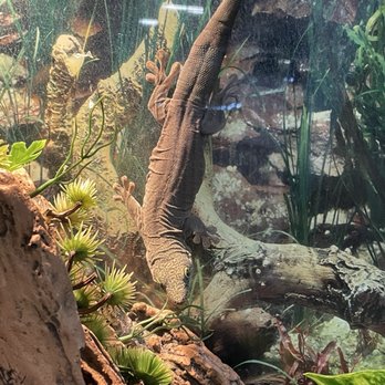 Biomes - watching you! - A brown lizard with textured skin is positioned vertically on the glass of an enclosure, with its head downward and tail upward. The enclosure contains various plants, rocks, and a piece of wood, creating a naturalistic habitat. The background shows additional greenery and rocks, indicating a habitat designed to mimic the lizard's natural environment. - Aquariums Near Me - North Kingstown, Rhode Island