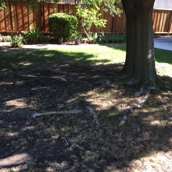 Robert's Tree Care - Huge mulberry tree - Tree Services Near Me - Stockton, California