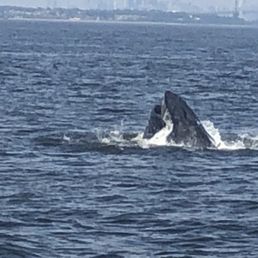 Whale
