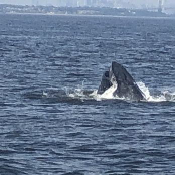 American Princess Cruises - Whale - Boat Charters Near Me - Brooklyn, New York