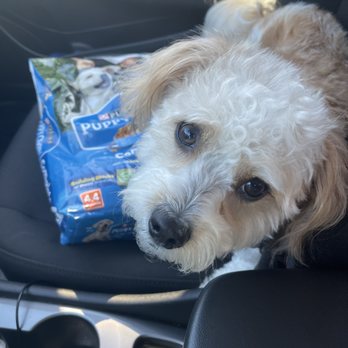 CVS Pharmacy - Puppy Chow and Leo - Drugstores Near Me - Concord, North Carolina CVS Pharmacy - Puppy Chow and Leo - Drugstores Near Me - Concord, North Carolina