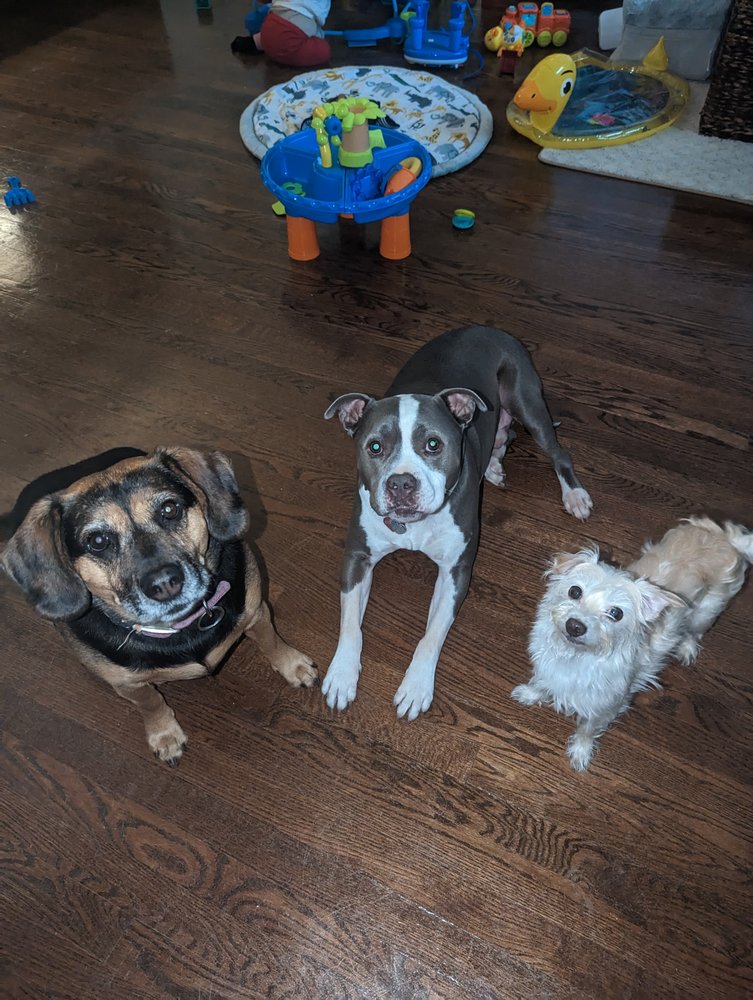 MOMMA PAT’S DUPAGE ANIMAL SITTING Updated June 2024 611 S Oakland