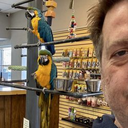 Mermaid Car Wash - The macaws