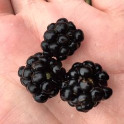 Rocky Creek Conservation Area - Wild black berries :)