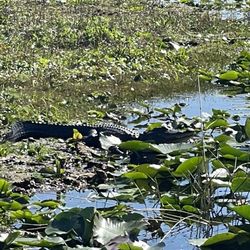 All American Airboat Tours