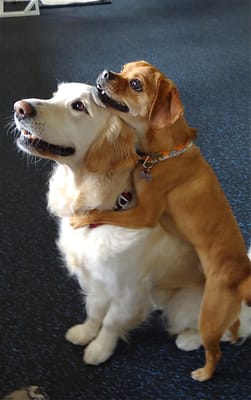 Canine To Five by null