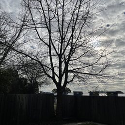 Black walnut tree near fence in backyard Black walnut tree near fence in backyard