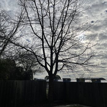 Oak Grove Tree Care - Black walnut tree near fence in backyard - Tree Services Near Me Oak Grove Tree Care - Black walnut tree near fence in backyard - Tree Services Near Me